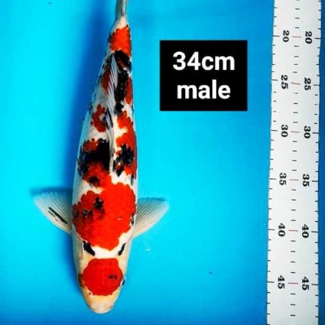 Maruten sanke super red 34cm male