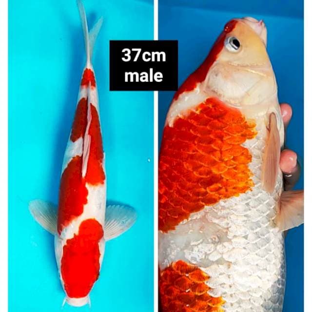 Kohaku strong punuk 37cm male