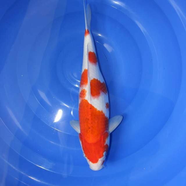 Kohaku 34 cm