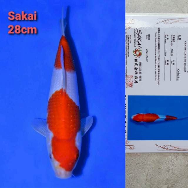 Sakai Kohaku Certi