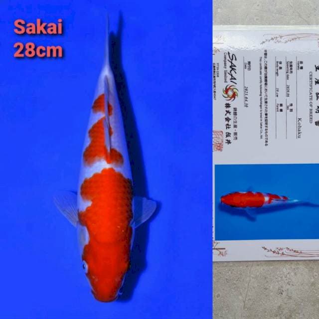 Sakai Kohaku Certi