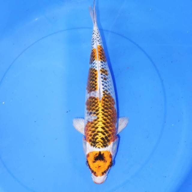 MARUTEN KUJAKU RAPI 38cm