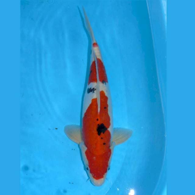 Doitsu Strong!! Jantan 32cm
