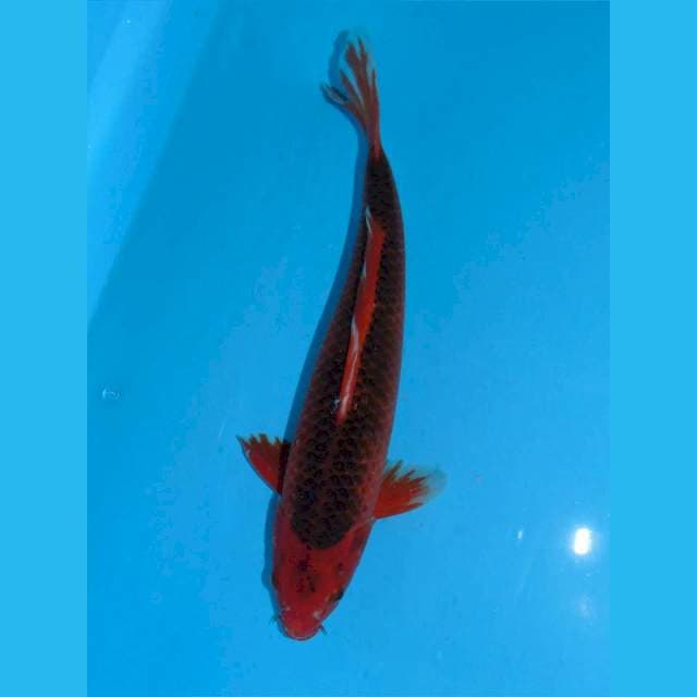Akan Matsuba Jantan 32cm