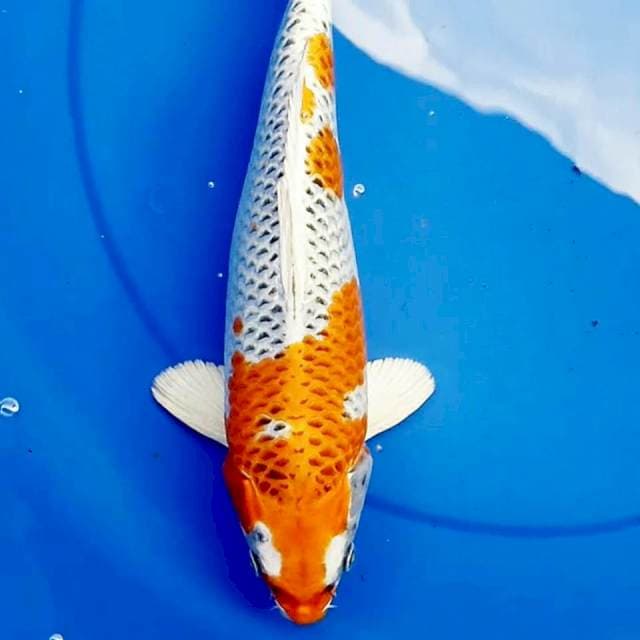 KUJAKU BULKY 34cm
