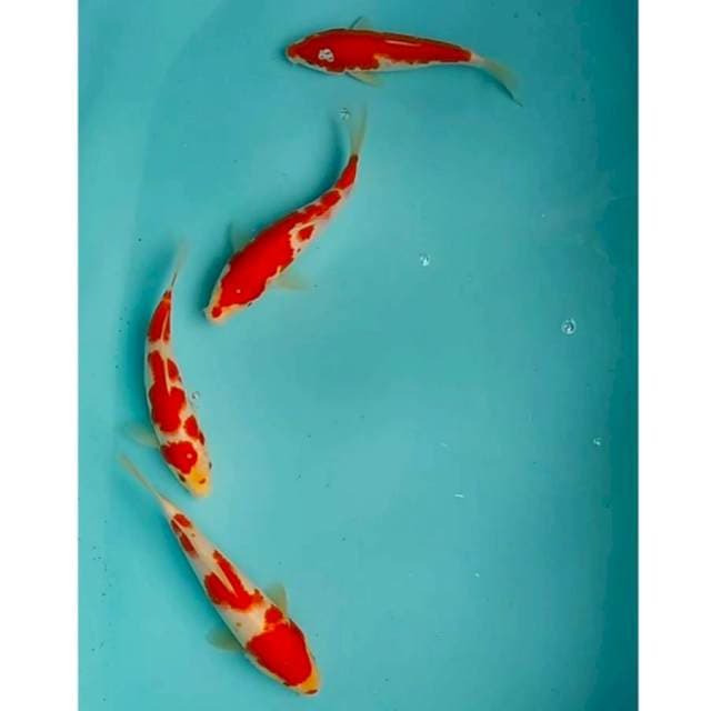 🆕20cm 4e kohaku red strong
