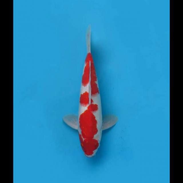Red Kohaku Original 30cm Male