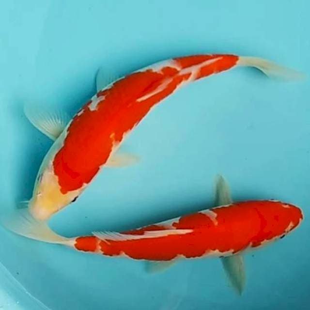 🆕24,26cm 2e kohaku red strong