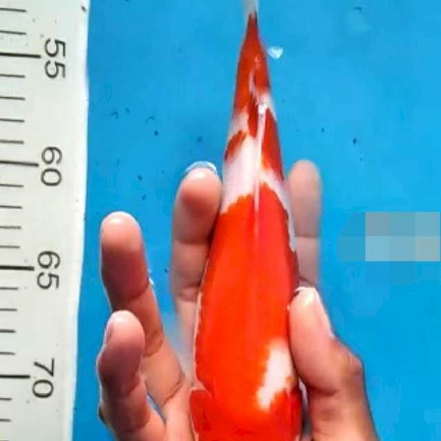 Koi mas jeje
