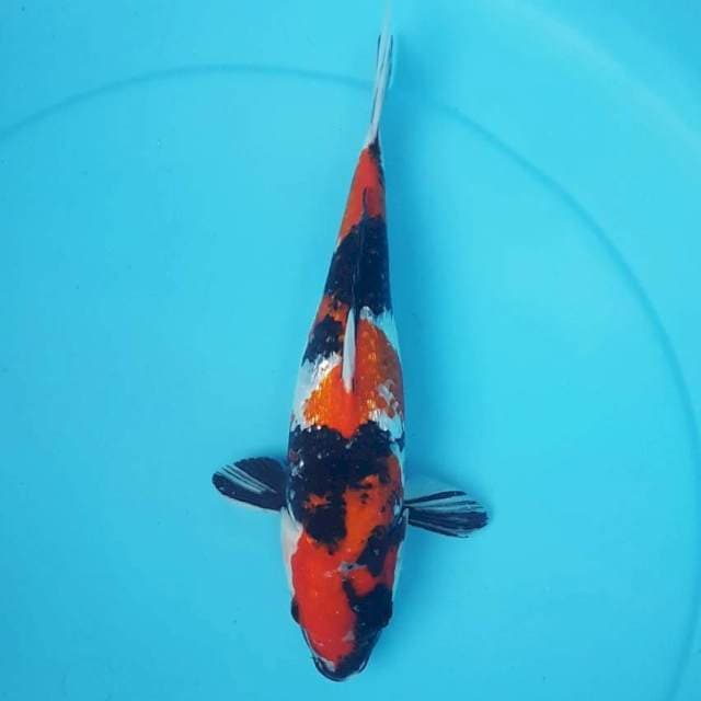 SHOWA GINRIN 30CM