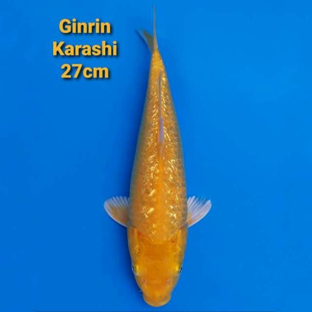 Karashi Ginrin 27cm