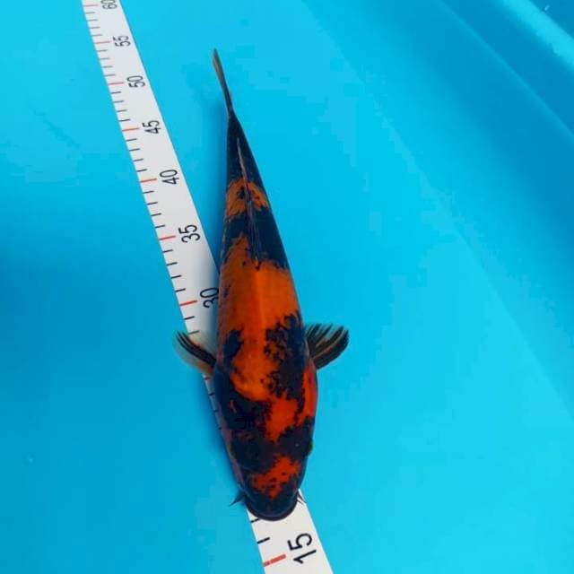 Utsuri 32 cm jantan
