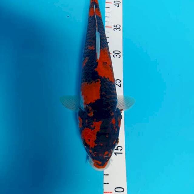 Showa male 33 cm