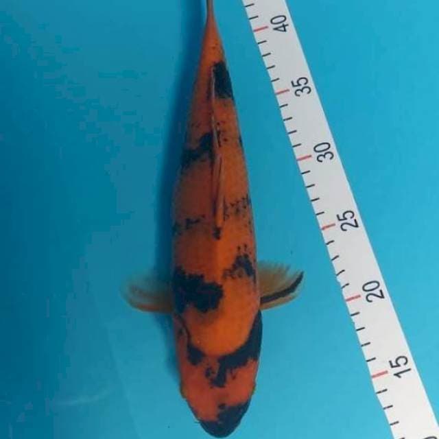 32 cm utsuri male