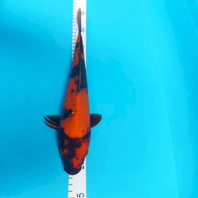 Utsuri 32 cm male