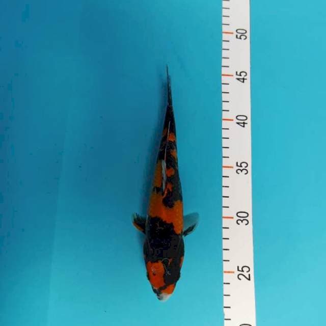 Showa 21 cm