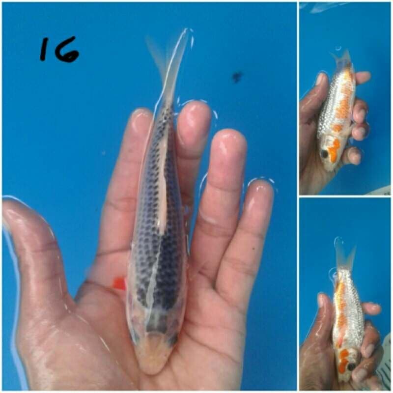 asagi 16cm