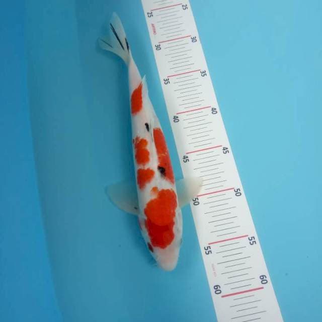 Sanke 30cm