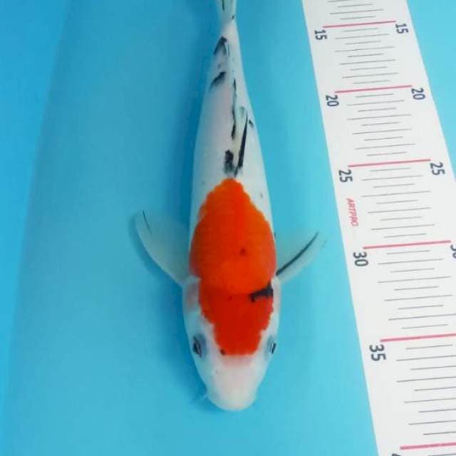 Sanke 29cm