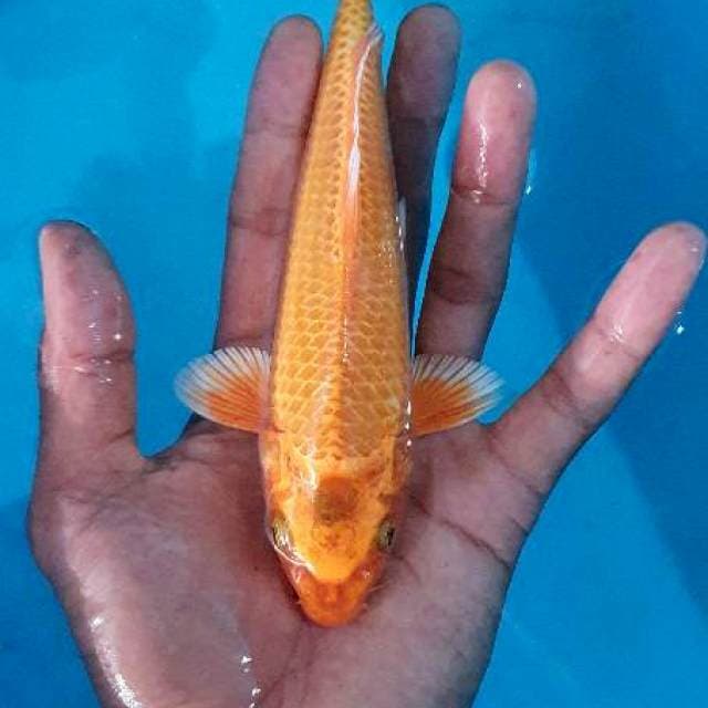 Orange full hikari