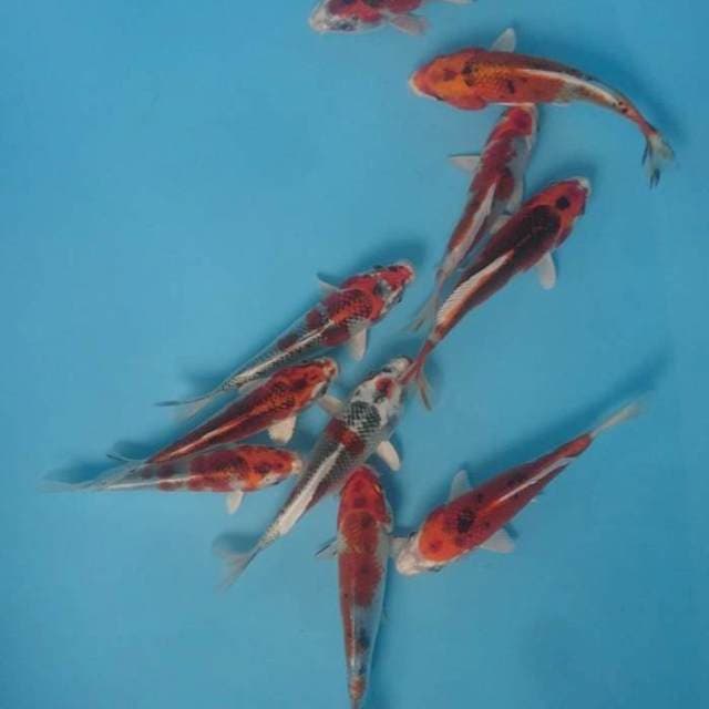 Kujaku 10e,,15-17 cm