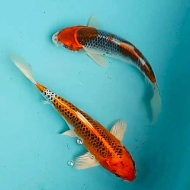 🔰KUJAKU, GOSHIKI 21,23CM