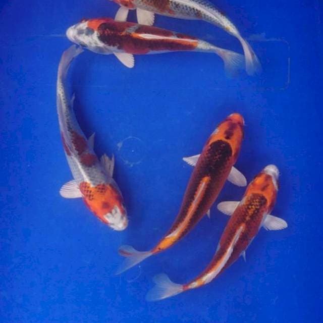 Kujaku 19-20