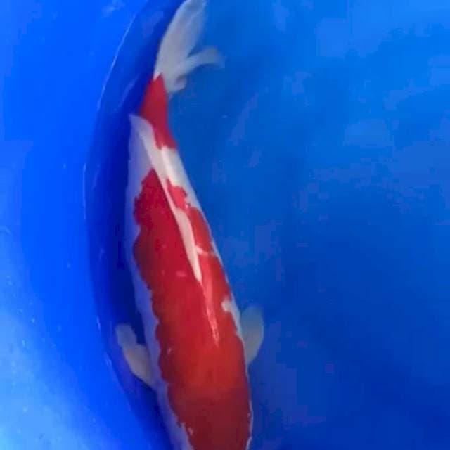 Kohaku f1 strong