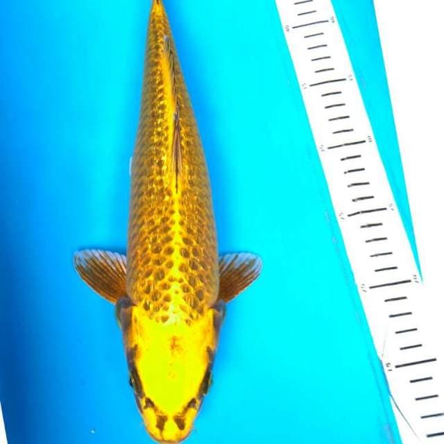 GOLD MUKASHi GINRIN 36 cm
