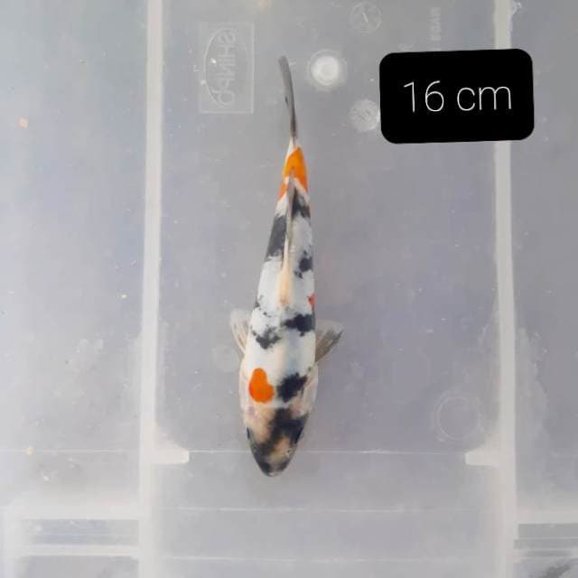 Doitsu 16 cm