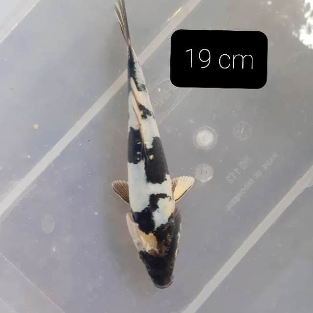 Doitsu 19 cm