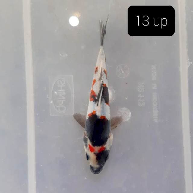 Doitsu 13 cm