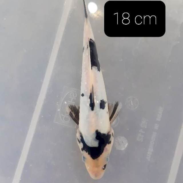 Doitsu 18 cm