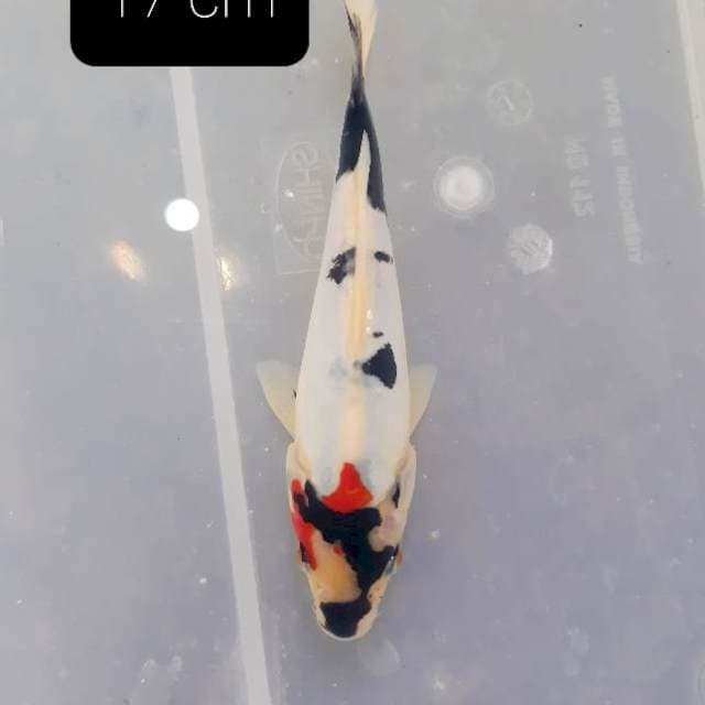 Doitsu 17 cm