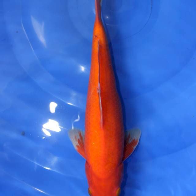 Benigoi 30cm