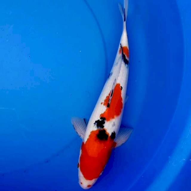 36cm SANDAN SANKE