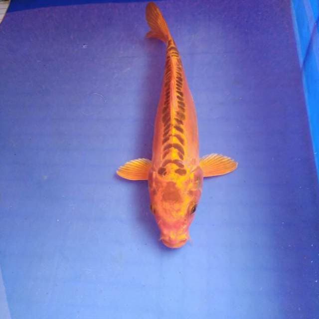 Kujaku red