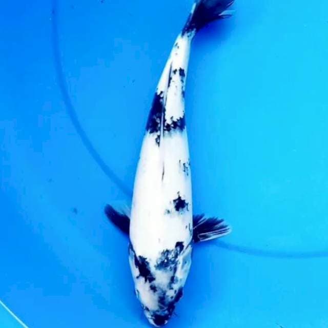 30cm SHIRO SALJU