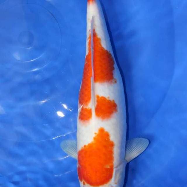 Kohaku female 35cm