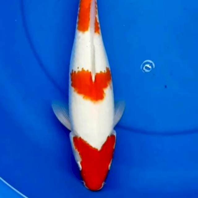 36cm KOHAKU 3 STEP