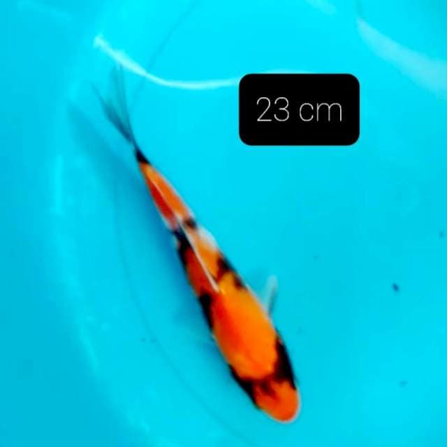 Showa 23 cm