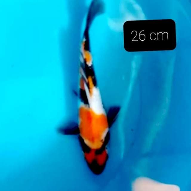 Showa 26 cm