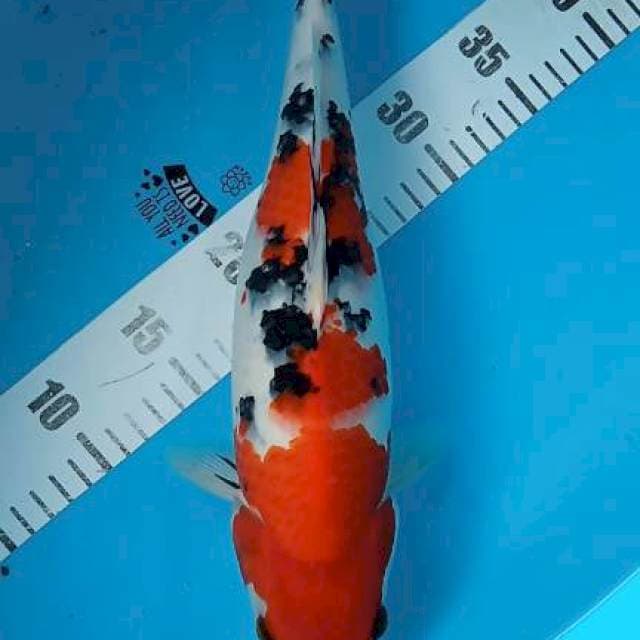 Sanke 36cm