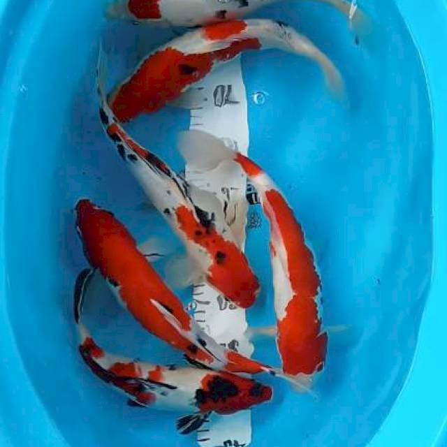 Mix koi 26:29cm