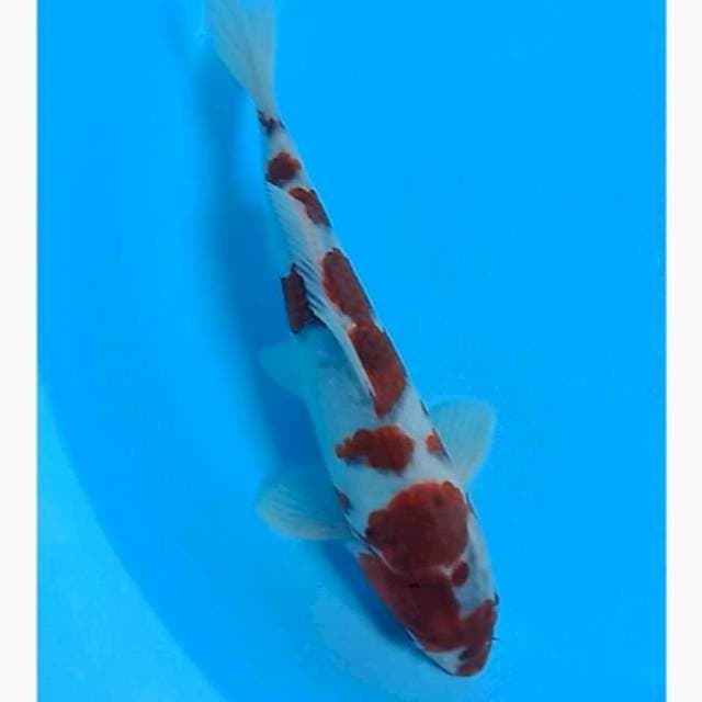 Goromo