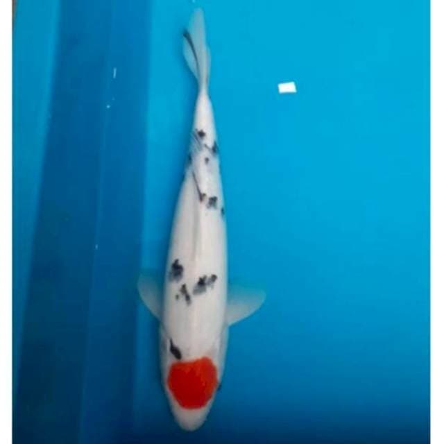 Tc.sanke 34cm