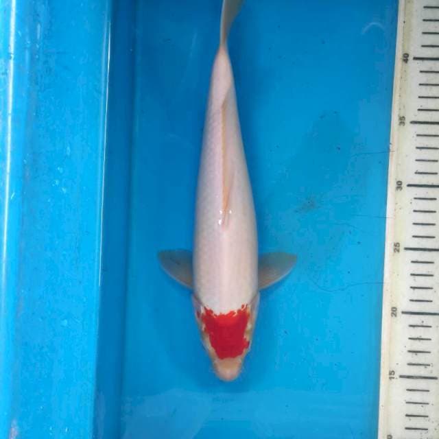 Tancho, 30cm male