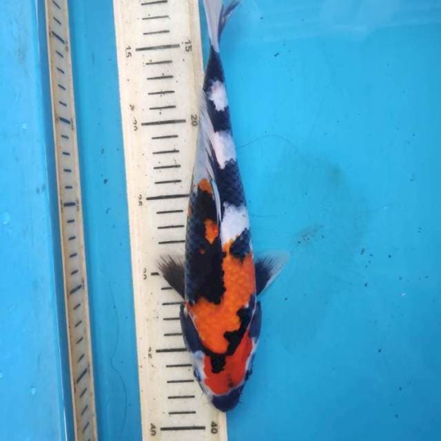 Showa, 27cm