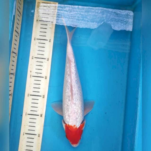 Tancho gidrin, 30cm male