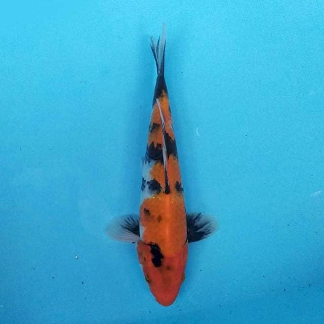 Showa 26 cm